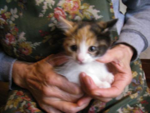 生後1.5ヶ月の三毛猫です。