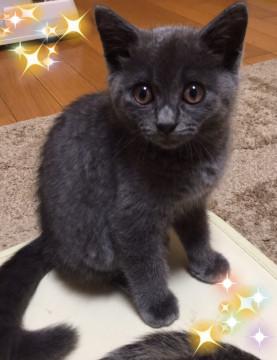 綺麗な子猫