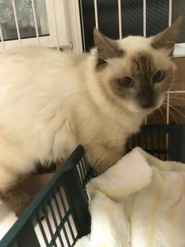 綺麗なブルーの目の美人さん！