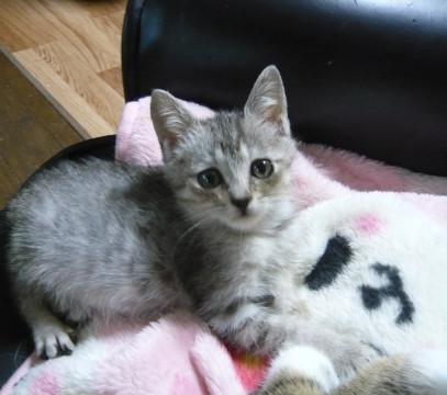 ちびサバトラ君