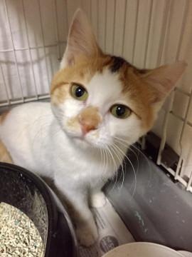 可愛い三毛ちゃん❣️