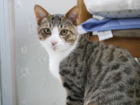 優しいキジトラ白くん兄妹猫２匹は譲渡済み