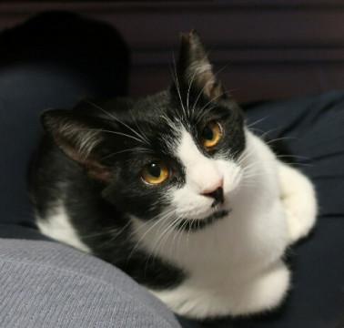 ハチワレお萩ちゃん、家族募集中