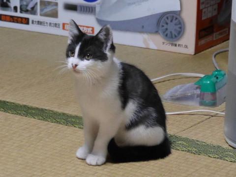 ３ヶ月位　女の仔