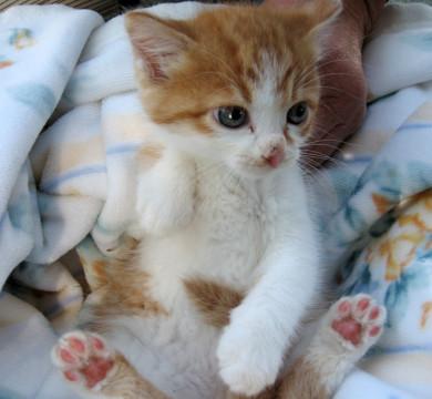 胸キュンのふわふわ茶白ちゃん