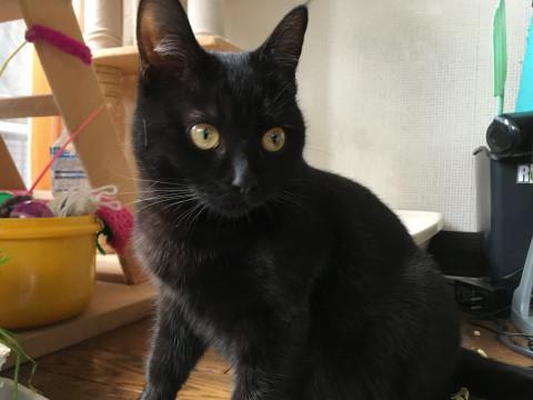 ツンデレ黒のメス 避妊済みです