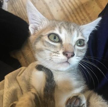 凛とした子猫