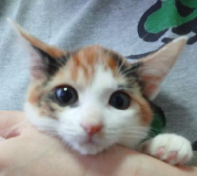 好奇心の塊！！ミケ女子ボブテイル！