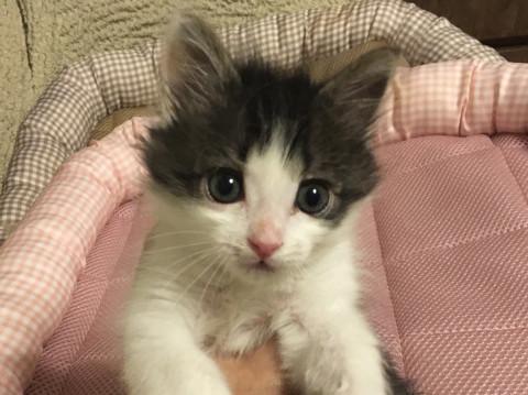 長毛の美形 人慣れバツグンの男の子です