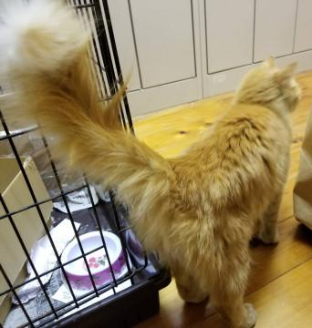 長毛のチャトラ♪女の子♪美猫ちゃん