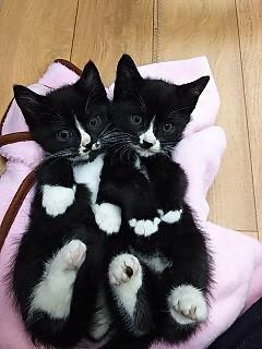 可愛いすぎます♪白黒兄弟♪