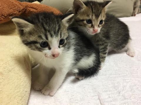 9月4日生まれの赤ちゃんの里親募集！