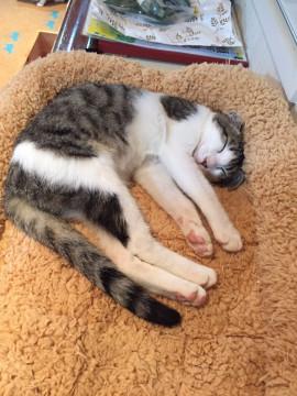 美人の桜ちゃん