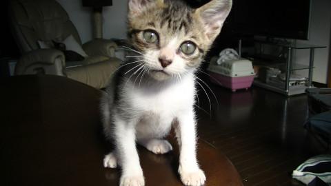 未だ１か月のこねこです。