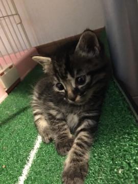 遊ぶの大好き！元気な子