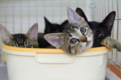 1DK111匹多頭飼育崩壊の子