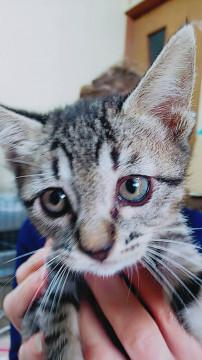 可愛いキジの男の子