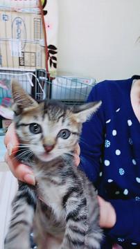 可愛いキジの男の子