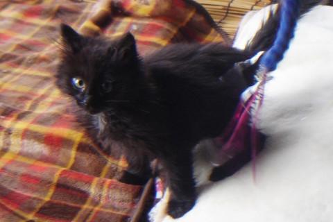 とても元気が良く、可愛い黒系の子猫ちゃん