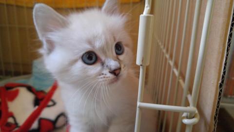 シャム系の兄弟