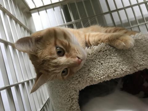 愛くるしい茶トラのむぎ君