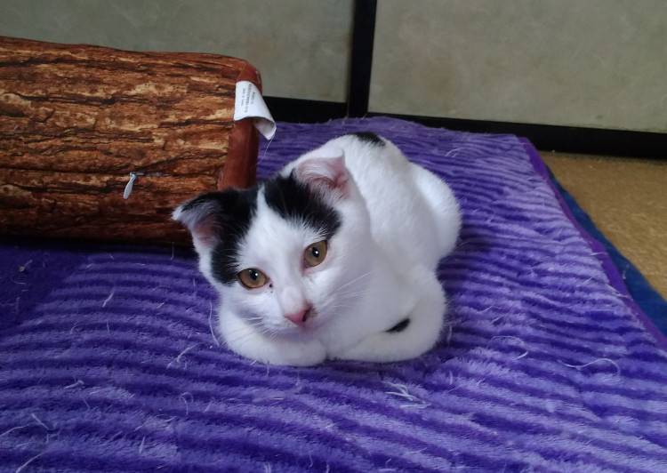 宮城県 垂れ耳の前髪短めのハチワレちゃん 猫の里親募集 ネコジルシ