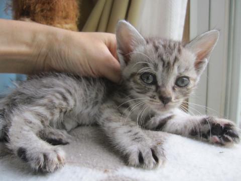 動画あり おてんば鯖トラ