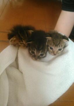 生後３週間の３兄弟