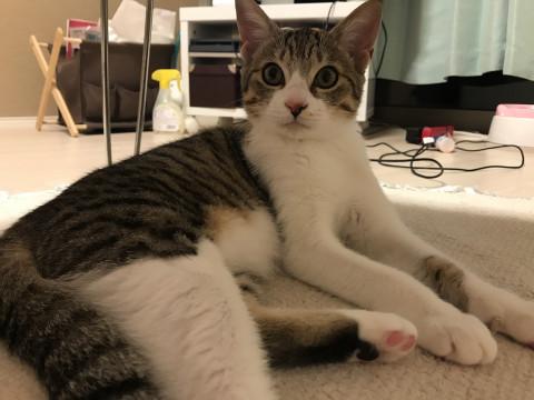 人懐っこいサバ白にゃんこ♀
