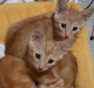 可愛いチャトラの兄弟子猫(一匹ずつでも可