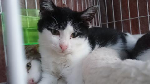 カワイイ７つの子－その５ちゃん