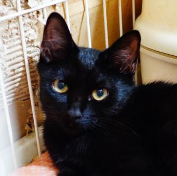 ★６月生まれの黒猫ナナオです★