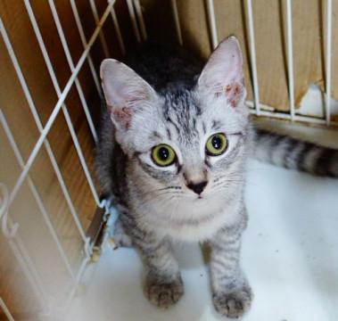 ★６月生まれのアメショー柄ちりたろです★