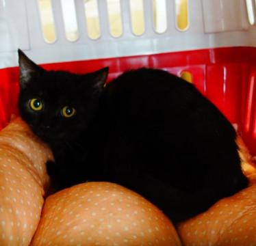 ★６月生まれの小柄な黒サビちゃん★