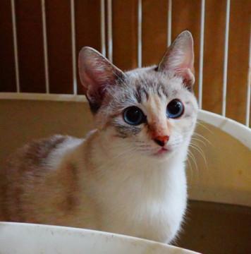 ★人なれ抜群！青い目のシャムミックス★