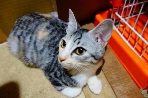 ★人なれ抜群！グレー三毛りょうちゃん★