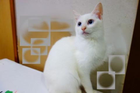 ★人なれ抜群！青い目の白猫ランちゃん★