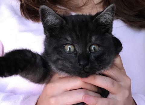 モコモコの長毛黒ちゃん