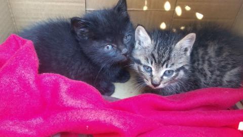 子猫年齢性別不明