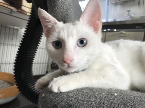 青い瞳の日本猫人形