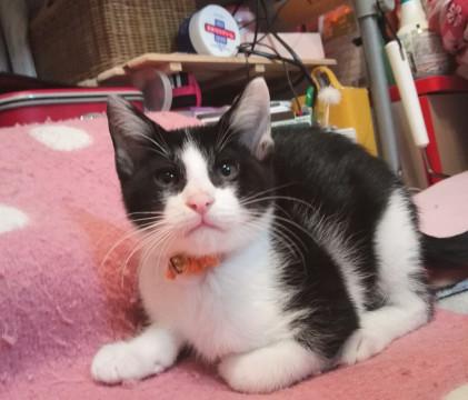 いたずらっ子の八ワレくん