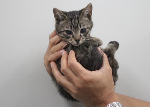 病院保護猫　2か月（キジ）