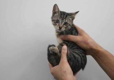 病院保護猫　2か月（キジ）