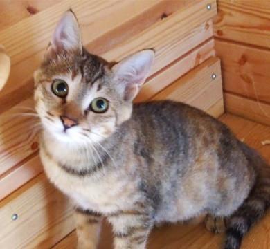 アビシニアンMIXの可愛い茶トラちゃん