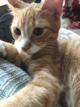 ゴロすり男の子