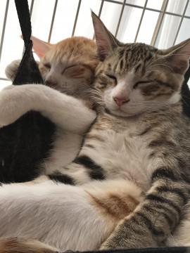 仲良し３匹❁子猫ちゃん