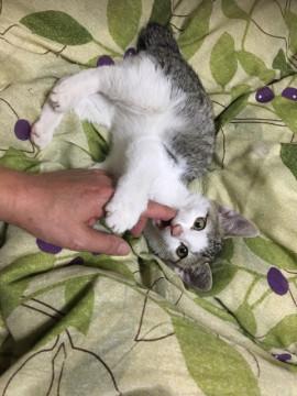 ウサギ猫、2ヶ月