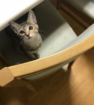イケ猫兄妹②