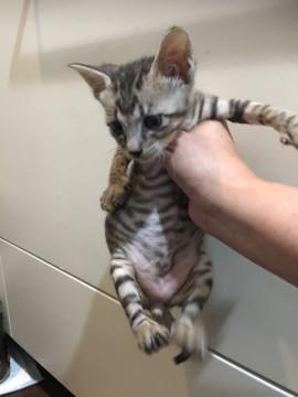 正宗、1ヶ月半