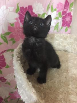なーんて可愛いの❣️黒子猫ちゃん